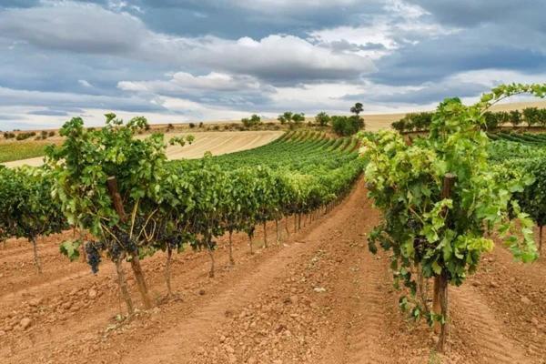 La Olma Villa Campillo de Aranda Ngoại thất bức ảnh